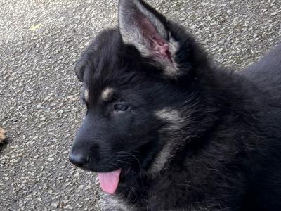 Stunning Black & Tan German Shepherd puppies in Wexford