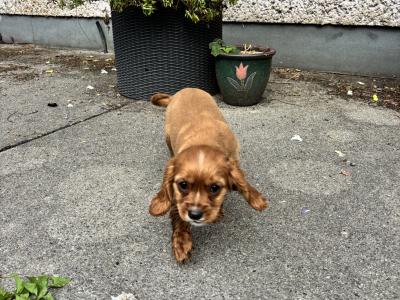 Cavalier King Charles puppies in Wicklow - No heart murmur