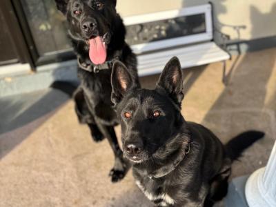 Stunning Black & Tan German Shepherd puppies in Wexford