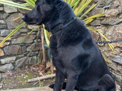 Stunning Black & Tan German Shepherd puppies in Wexford