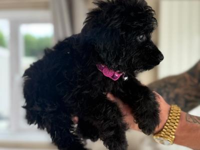 Pomapoo (Pomeranian x Poodle) puppies in Louth 🐶 😍