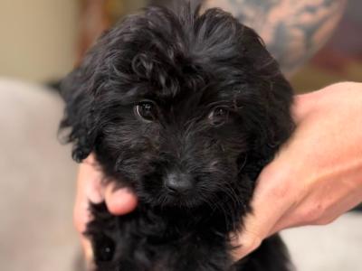 Pomapoo (Pomeranian x Poodle) puppies in Louth 🐶 😍