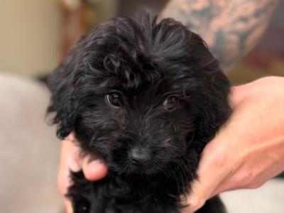 Pomapoo puppies (Pomeranian x Poodle) in Louth 🐶 😍