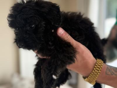Pomapoo (Pomeranian x Poodle) puppies in Louth 🐶 😍