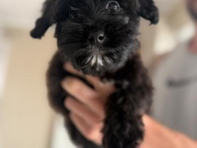 Pomapoo (Pomeranian x Poodle) puppies in Louth 🐶 😍