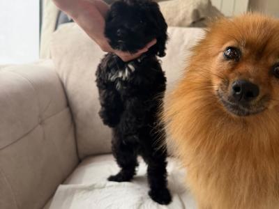 Pomapoo (Pomeranian x Poodle) puppies in Louth 🐶 😍