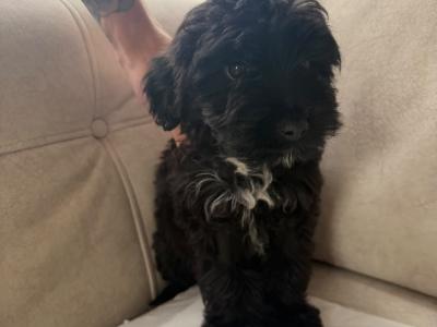 Pomapoo (Pomeranian x Poodle) puppies in Louth 🐶 😍