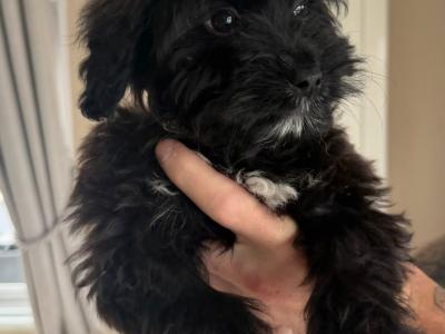 Pomapoo (Pomeranian x Poodle) puppies in Louth 🐶 😍