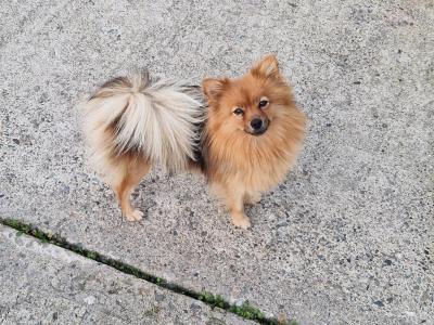 Pomapoo (Pomeranian x Poodle) puppies in Louth 🐶 😍