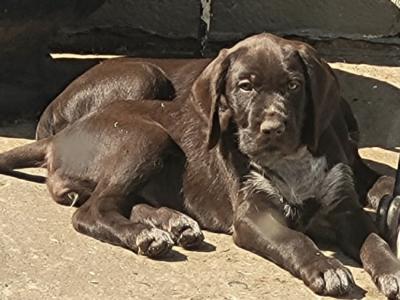 Pointer pups in Wexford