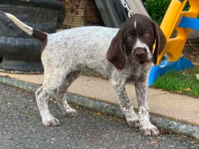 Pointer pups in Wexford