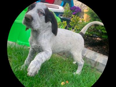 Pointer pups in Wexford