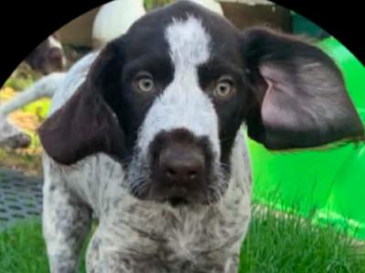 Pointer pups in Wexford