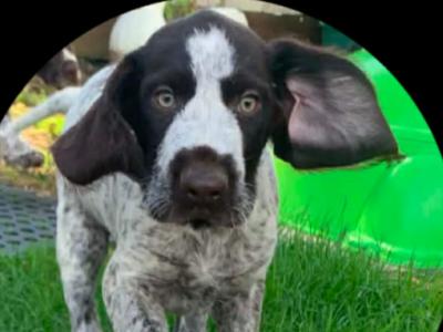 Pointer puppies in Wexford