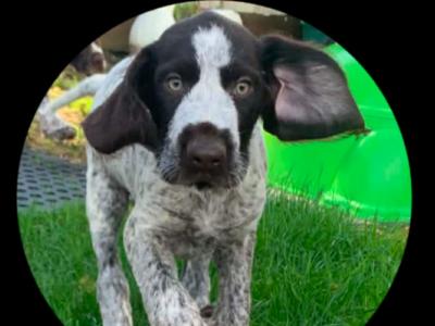 Pointer puppies in Wexford