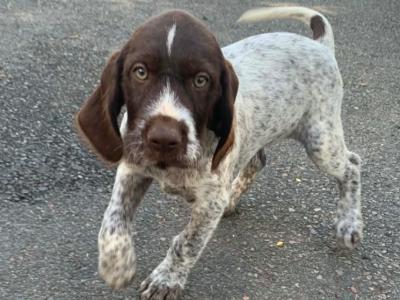 Pointer pups in Wexford