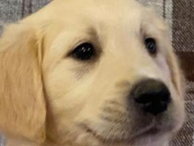 Gorgeous/ friendly golden retriever/ labrador  pups for sale