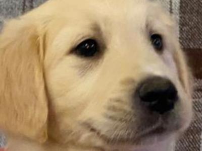 Gorgeous friendly Golden Retriever x Labrador puppies for sale in Donegal