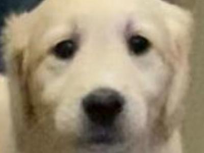 Gorgeous/ friendly golden retriever/ labrador  pups for sale