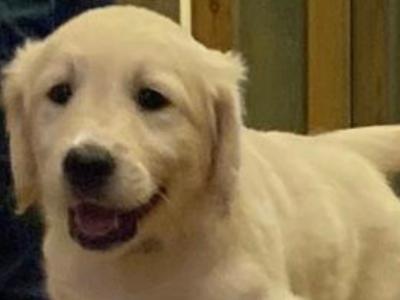 Gorgeous/ friendly golden retriever/ labrador  pups for sale