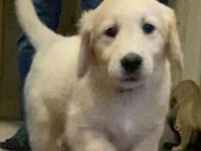 Gorgeous/ friendly golden retriever/ labrador  pups for sale