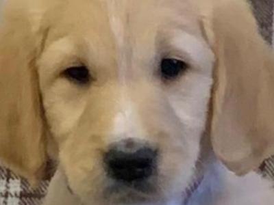 Gorgeous/ friendly golden retriever/ labrador  pups for sale