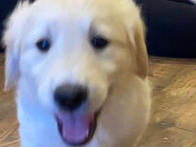 Gorgeous/ friendly golden retriever/ labrador  pups for sale