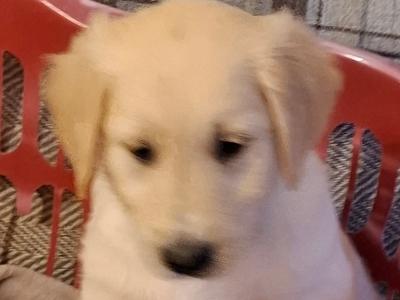 Gorgeous/ friendly golden retriever/ labrador  pups for sale
