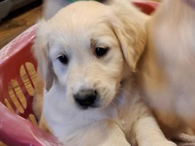 Gorgeous/ friendly golden retriever/ labrador  pups for sale