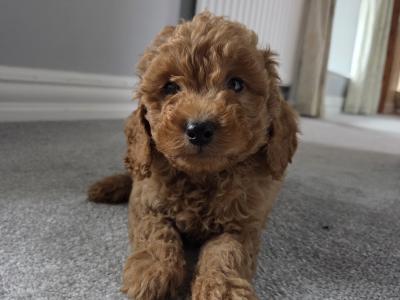 Cavapoo puppies in Wexford