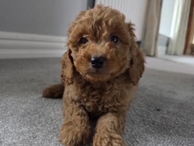 Cavapoo puppies in Wexford