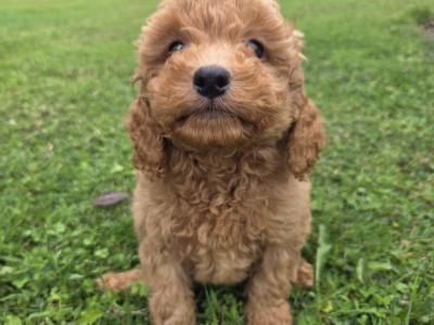 Cavapoo puppies in Wexford