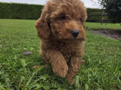 Cavapoo puppies in Wexford