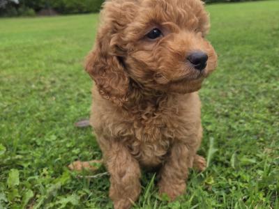 Cavapoo puppies in Wexford