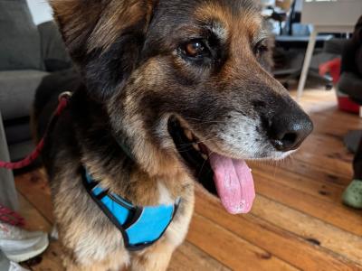 Duggie is a male German Shepherd x Golden Retriever 8 years old in Wexford
