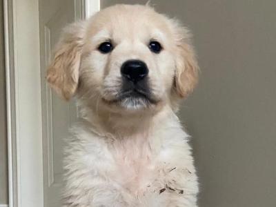 Golden Retriever puppies in Tyrone
