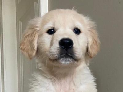 Golden Retriever puppies in Tyrone