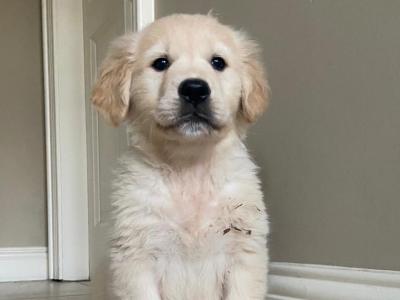 Golden Retriever puppies in Tyrone