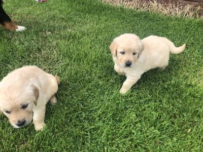 Golden Retriever puppies in Tyrone