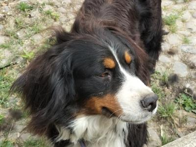 2 IKC Registered Bernese Mountain Dog pups in Carlow