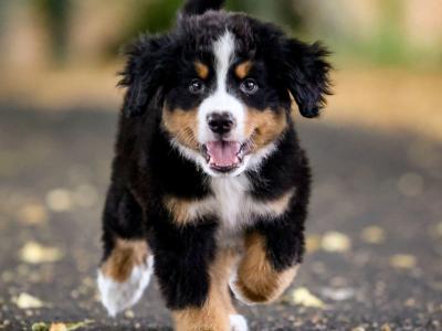 2 IKC Registered Bernese Mountain Dog pups in Carlow