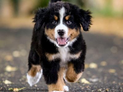 1 IKC Registered Bernese Mountain Dog male puppy. Vet checked