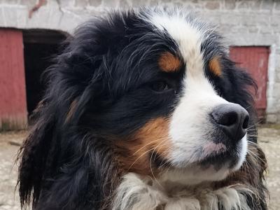 2 IKC Registered Bernese Mountain Dog pups in Carlow