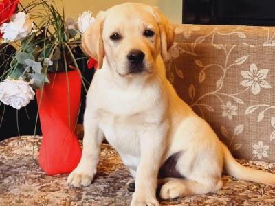 Lovely Labrador in Galway - Father of Many beautiful Puppies❤️❤️❤️