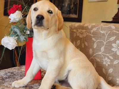 Lovely Labrador in Galway - Father of Many beautiful Puppies❤️❤️❤️