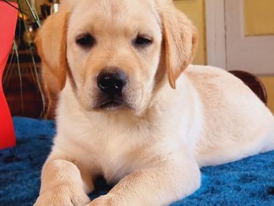 Lovely Labrador in Galway - Father of Many beautiful Puppies❤️❤️❤️