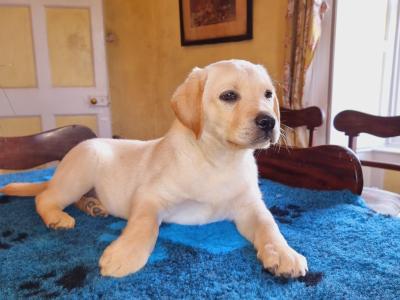 Lovely Labrador in Galway - Father of Many beautiful Puppies❤️❤️❤️