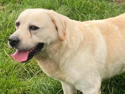 Lovely Labrador in Galway - Father of Many beautiful Puppies❤️❤️❤️