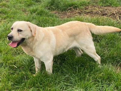 Lovely male Labrador 9 years old in Galway - Father of Many beautiful Puppies❤️❤️❤️