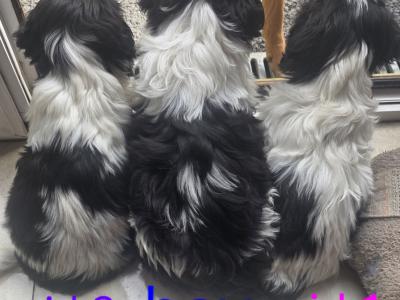 Shih Tzu puppies for sale in Kildare